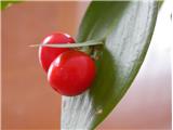 Širokolistna lobodika (Ruscus hypoglossum)